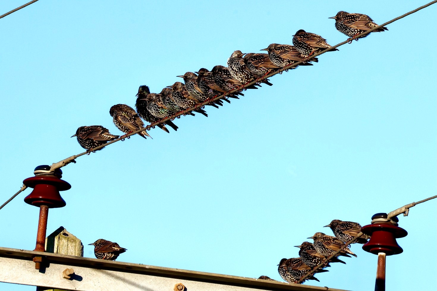 The Role of Technology in Modern Biosecurity